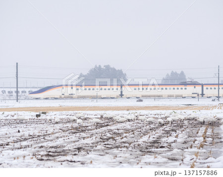 【山形線】雪原にいるハクチョウと新幹線つばさ号 137157886