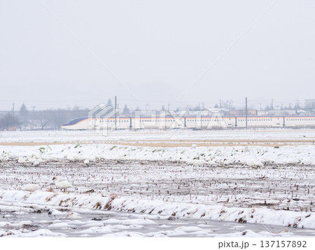 【山形線】雪原にいるハクチョウと新幹線つばさ号 【山形線】雪原にいるハクチョウと新幹線つばさ号 137157892