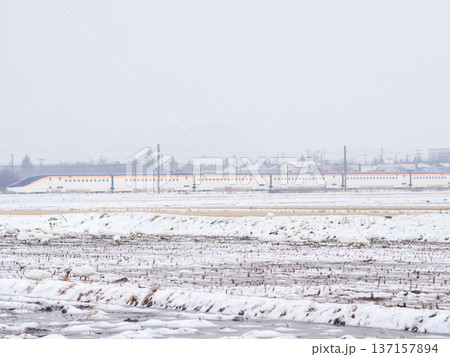 【山形線】雪原にいるハクチョウと新幹線つばさ号 【山形線】雪原にいるハクチョウと新幹線つばさ号 137157894