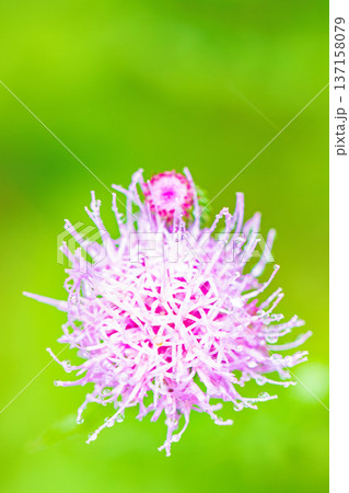 家の周りの草花　四季の色々　雑木林に美しいピンク色のアザミの花が咲きました 137158079