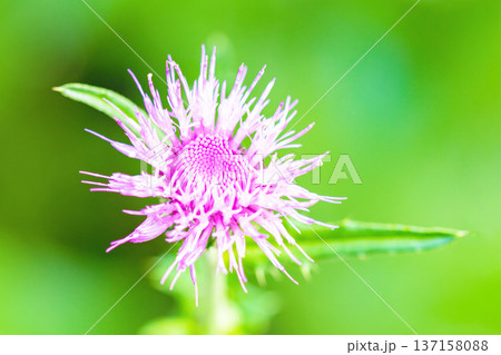 家の周りの草花　四季の色々　雑木林に美しいピンク色のアザミの花が咲きました 137158088