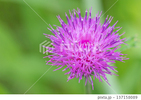 家の周りの草花 四季の色々 雑木林に美しいピンク色のアザミの花が咲きました 家の周りの草花 四季の色々 雑木林に美しいピンク色のアザミの花が咲きました 137158089