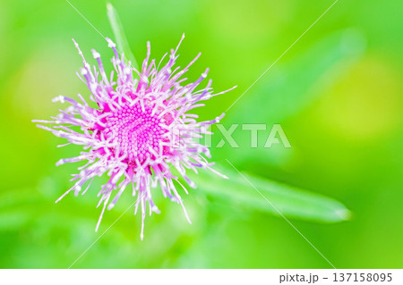 家の周りの草花 四季の色々 雑木林に美しいピンク色のアザミの花が咲きました 家の周りの草花 四季の色々 雑木林に美しいピンク色のアザミの花が咲きました 137158095