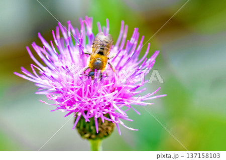 家の周りの草花　四季の色々　雑木林に美しいピンク色のアザミの花が咲きました 137158103