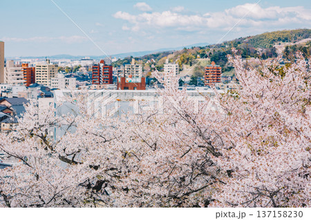 桜と街並み(兼六園・2020/04/11) 桜と街並み(兼六園・2020/04/11) 137158230