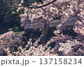 桜2（金沢城公園・2020/04/11） 137158234