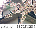 桜（金沢城公園・2020/04/11） 137158235