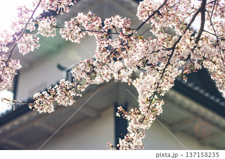 桜(金沢城公園・2020/04/11) 桜(金沢城公園・2020/04/11) 137158235