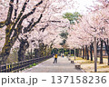 桜並木2（金沢城公園・2020/04/11） 137158236