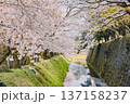 桜並木と堀（金沢城公園・2020/04/11） 137158237
