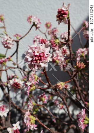 春の訪れを告げる沈丁花の花 春の訪れを告げる沈丁花の花 137158248