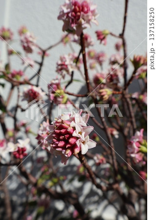春に咲く沈丁花の花 137158250
