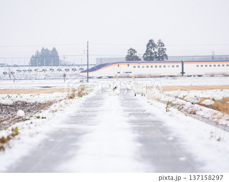 【山形線】雪原にいるハクチョウと新幹線つばさ号 【山形線】雪原にいるハクチョウと新幹線つばさ号 137158297