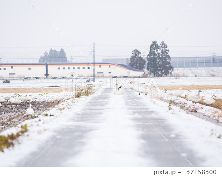 【山形線】雪原にいるハクチョウと新幹線つばさ号 【山形線】雪原にいるハクチョウと新幹線つばさ号 137158300