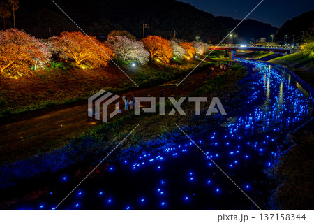 (静岡県南伊豆町)みなみの桜と菜の花まつり ライトアップ「夜桜☆流れ星」 (静岡県南伊豆町)みなみの桜と菜の花まつり ライトアップ「夜桜☆流れ星」 137158344