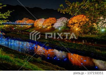 (静岡県南伊豆町)みなみの桜と菜の花まつり ライトアップ「夜桜☆流れ星」 (静岡県南伊豆町)みなみの桜と菜の花まつり ライトアップ「夜桜☆流れ星」 137158351