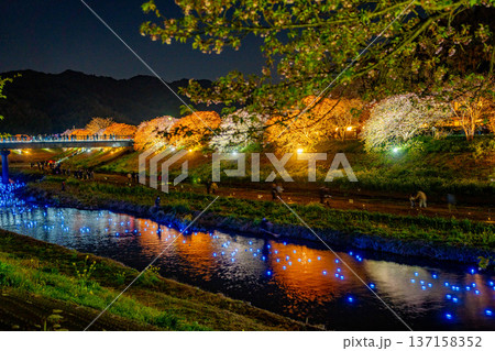 （静岡県南伊豆町）みなみの桜と菜の花まつり　ライトアップ「夜桜☆流れ星」 137158352