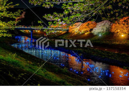 （静岡県南伊豆町）みなみの桜と菜の花まつり　ライトアップ「夜桜☆流れ星」 137158354