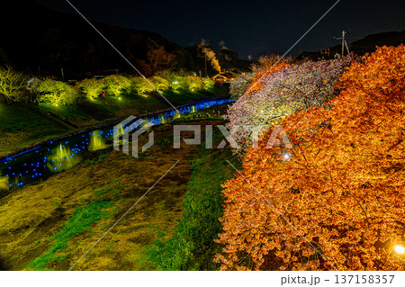 (静岡県南伊豆町)みなみの桜と菜の花まつり ライトアップ「夜桜☆流れ星」 (静岡県南伊豆町)みなみの桜と菜の花まつり ライトアップ「夜桜☆流れ星」 137158357
