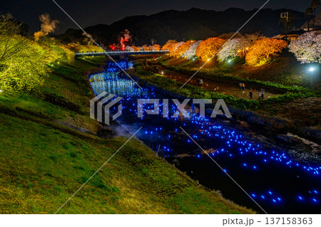 （静岡県南伊豆町）みなみの桜と菜の花まつり　ライトアップ「夜桜☆流れ星」 137158363