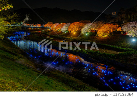 （静岡県南伊豆町）みなみの桜と菜の花まつり　ライトアップ「夜桜☆流れ星」 137158364