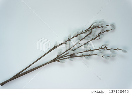 Branches with fluffy buds arranged on a plain background in a simple display for decoration or crafting purposes Branches with fluffy buds arranged on a plain background in a simple display for decoration or crafting purposes 137158446