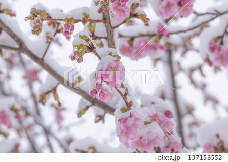 雪の積もった桜の花 137158552