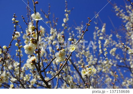 白い梅の花 白い梅の花 137158686