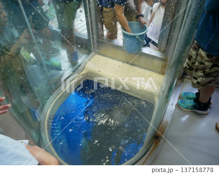 餌をまっているアシカ 137158778