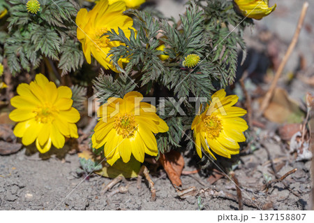 春の訪れを告げる福寿草の黄色い花 137158807