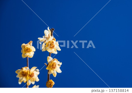 青い背景に咲くロウバイ 137158814