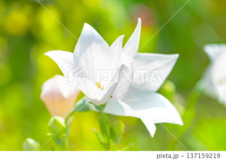 家の周りの草花　四季の色々　庭の木陰に咲く小さな紫色と白色の星形の桔梗の花が咲いています 137159219