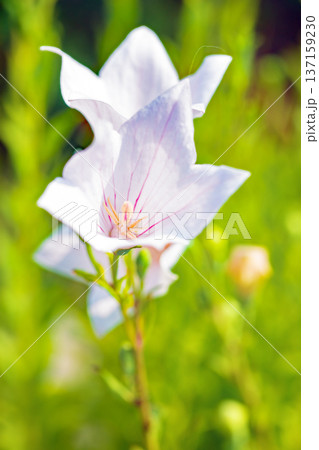 家の周りの草花 四季の色々 庭の木陰に咲く小さな紫色と白色の星形の桔梗の花が咲いています 家の周りの草花 四季の色々 庭の木陰に咲く小さな紫色と白色の星形の桔梗の花が咲いています 137159230