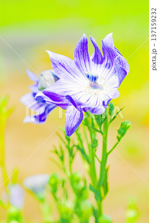 家の周りの草花 四季の色々 庭の木陰に咲く小さな紫色と白色の星形の桔梗の花が咲いています 家の周りの草花 四季の色々 庭の木陰に咲く小さな紫色と白色の星形の桔梗の花が咲いています 137159232