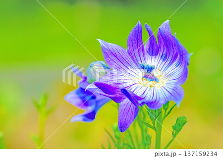 家の周りの草花 四季の色々 庭の木陰に咲く小さな紫色と白色の星形の桔梗の花が咲いています 家の周りの草花 四季の色々 庭の木陰に咲く小さな紫色と白色の星形の桔梗の花が咲いています 137159234