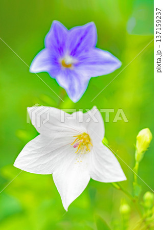 家の周りの草花　四季の色々　庭の木陰に咲く小さな紫色と白色の星形の桔梗の花が咲いています 137159237