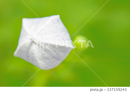 家の周りの草花　四季の色々　庭の木陰に咲く小さな紫色と白色の星形の桔梗の花が咲いています 137159243