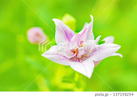 家の周りの草花 四季の色々 庭の木陰に咲く小さな紫色と白色の星形の桔梗の花が咲いています 家の周りの草花 四季の色々 庭の木陰に咲く小さな紫色と白色の星形の桔梗の花が咲いています 137159254