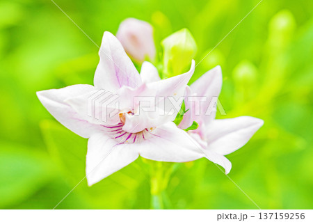 家の周りの草花　四季の色々　庭の木陰に咲く小さな紫色と白色の星形の桔梗の花が咲いています 137159256