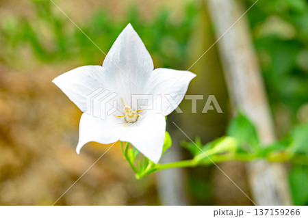 家の周りの草花 四季の色々 庭の木陰に咲く小さな紫色と白色の星形の桔梗の花が咲いています 家の周りの草花 四季の色々 庭の木陰に咲く小さな紫色と白色の星形の桔梗の花が咲いています 137159266