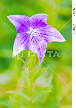 家の周りの草花 四季の色々 庭の木陰に咲く小さな紫色と白色の星形の桔梗の花が咲いています 家の周りの草花 四季の色々 庭の木陰に咲く小さな紫色と白色の星形の桔梗の花が咲いています 137159267