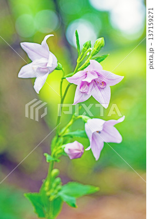 家の周りの草花 四季の色々 庭の木陰に咲く小さな紫色と白色の星形の桔梗の花が咲いています 家の周りの草花 四季の色々 庭の木陰に咲く小さな紫色と白色の星形の桔梗の花が咲いています 137159271