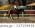Equestrian woman rider in black helmet and white shirt riding chestnut horse in outdoor arena with wooden fence and autumn foliage in the background 137159438