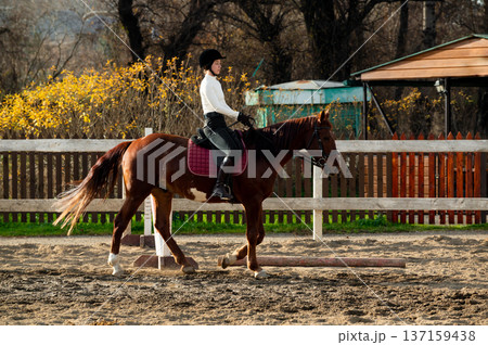 Equestrian woman rider in black helmet and white shirt riding chestnut horse in outdoor arena with wooden fence and autumn foliage in the background Equestrian woman rider in black helmet and white shirt riding chestnut horse in outdoor arena with wooden fence and autumn foliage in the background 137159438