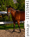 Brown horse standing in a sandy area with a white fence and green trees in the background, showcasing its strong build and calm demeanor 137159441