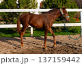Brown horse with halter stands on sandy ground in a fenced area surrounded by green trees and a white wooden fence under clear blue sky 137159442
