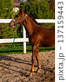 Brown horse standing on sandy ground with a halter and lead rope, surrounded by green trees and a white wooden fence in a rural setting 137159443