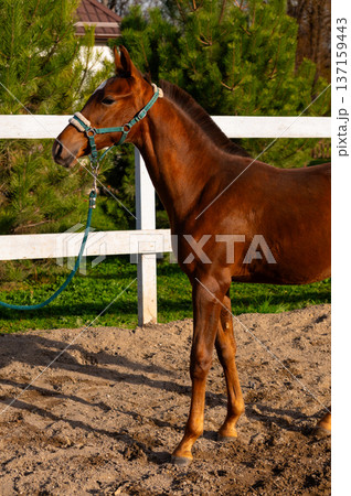 Brown horse standing on sandy ground with a halter and lead rope, surrounded by green trees and a white wooden fence in a rural setting 137159443