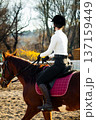 Equestrian rider in black riding boots and white shirt guides brown horse with saddle in outdoor arena surrounded by trees and wooden structures 137159449