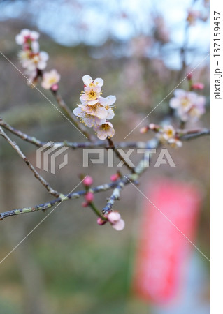 大きく開いたピンク色の梅の花と背景の赤いのぼり【大阪府】 137159457